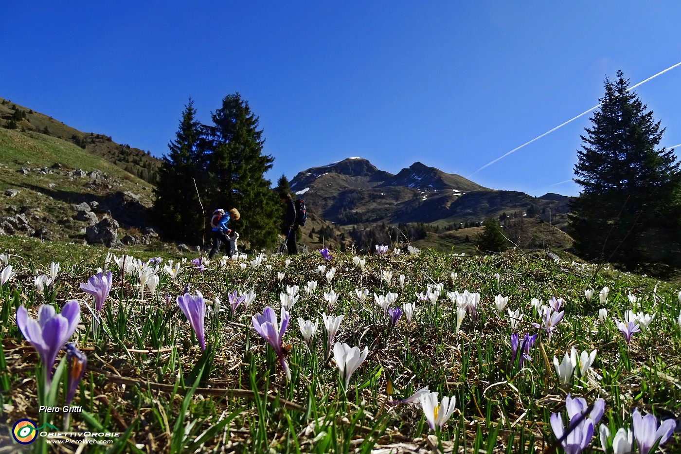 13 Estese fioriture di crocus vernus .JPG -                                